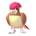ぽこ あ ポケモン ピジョン