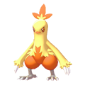 ぽこ あ ポケモン ワカシャモ